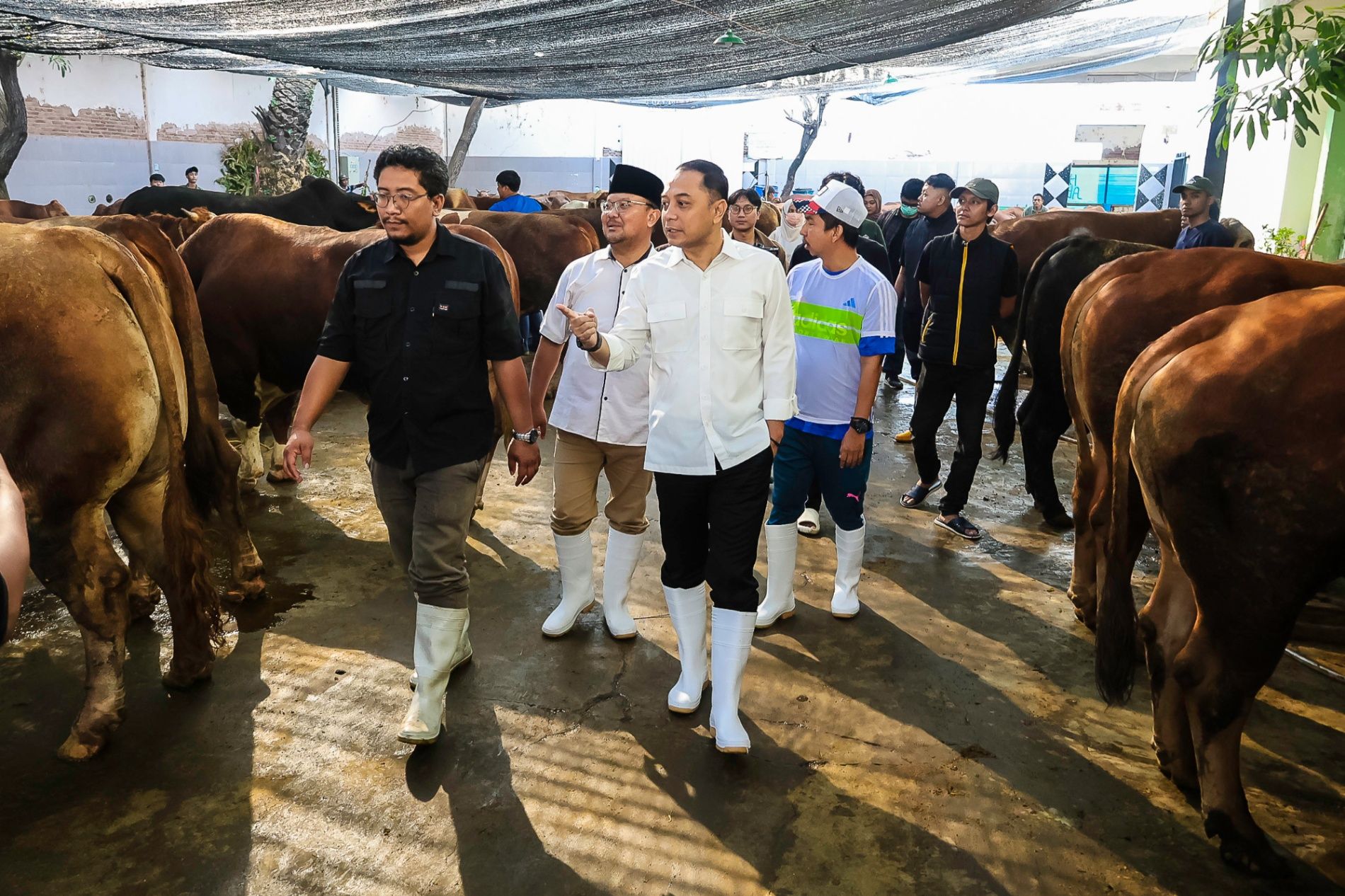 hewan kurban walikota eri